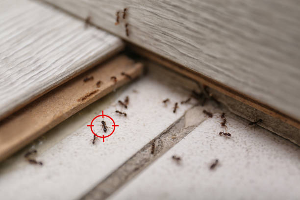 Best Commercial Pest Control Services  in Watonga, OK