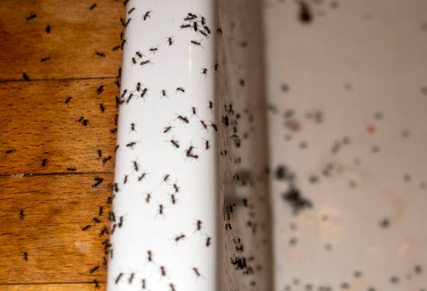 Best Pest Control for Homes  in Watonga, OK