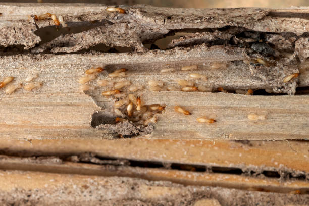 Reliable Watonga, OK Pest Control Solutions
