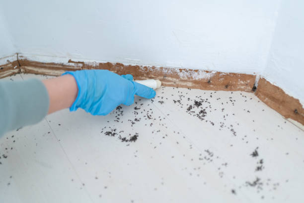 Flea Control Services in Watonga, OK